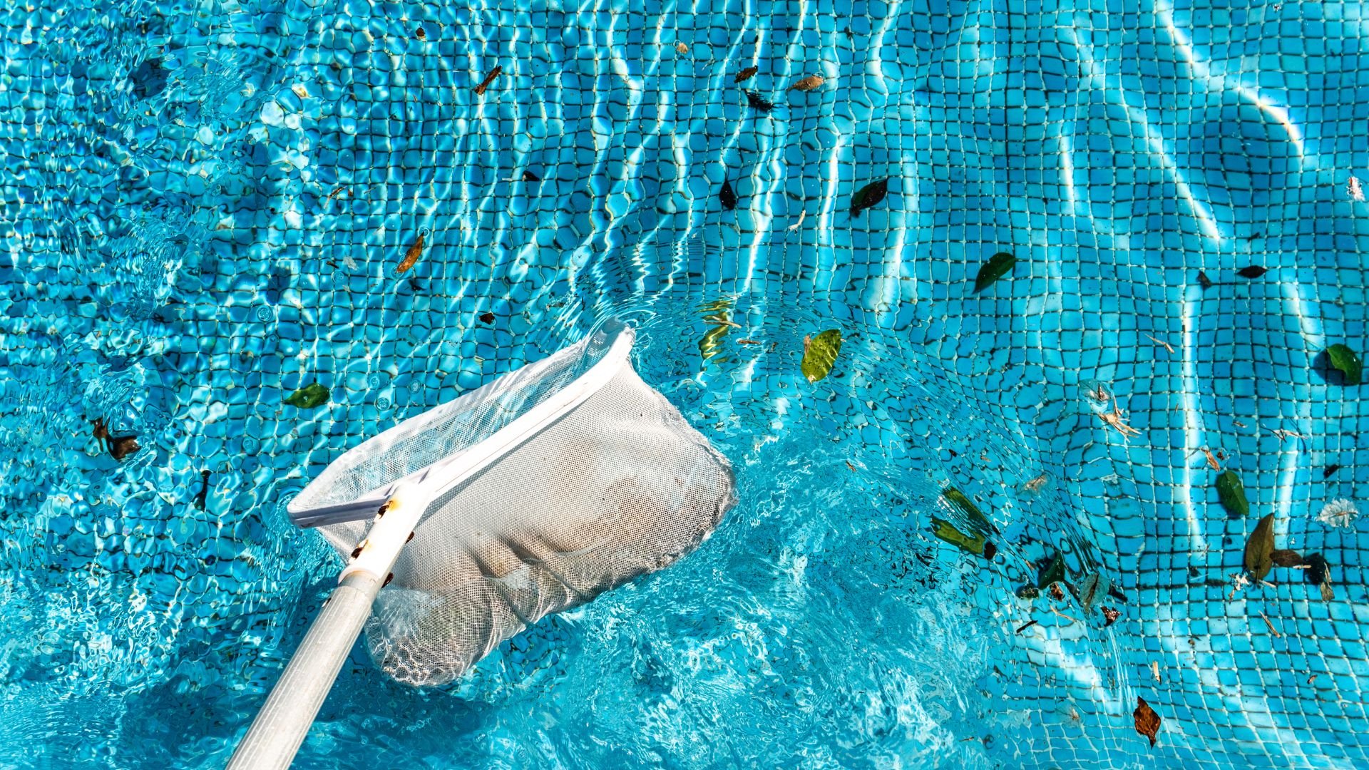 Pool cleaning net skimming leaves from bright blue swimming pool water